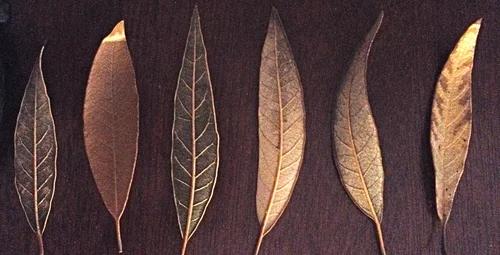 A row of leather leaves
