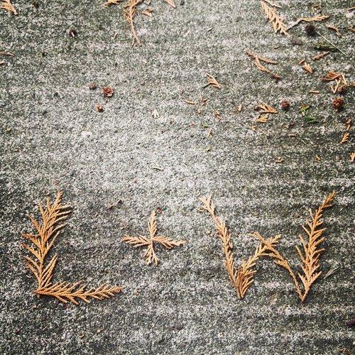 Cedar sprigs laid out as L + W on stone